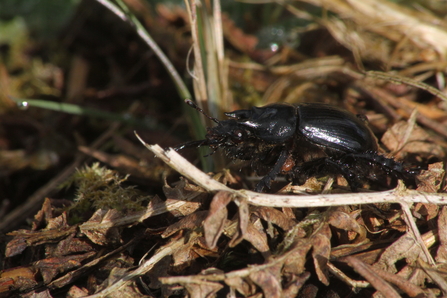A male minotaur beetle, with three long 'horns', trundling through leaf litter