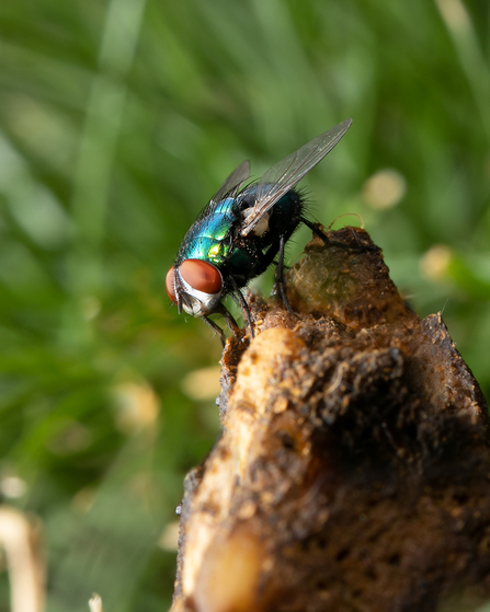 A glossy green fly with red eyes feasting on a pile of poo