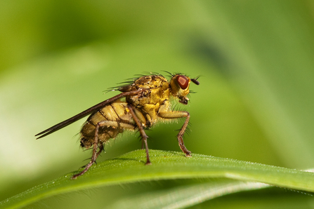 A yellow dung fly, all yellow with red eyes, rests on a blade of grass