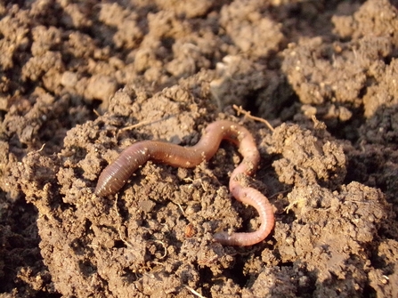 An earthworm lying on soil