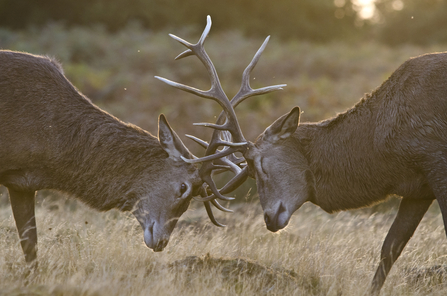 Two red deer stags clash antlers as they rut