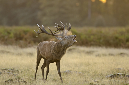 A red deer stag roaring during rutting season, with his breath billowing out in a steamy cloud