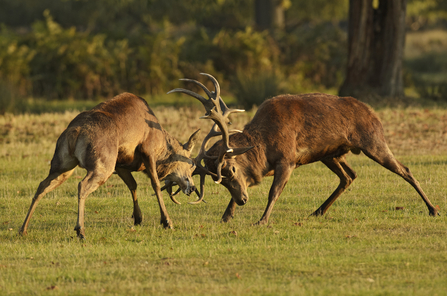 Two red deer stags charge into eachother and crash their antlers together as they rut