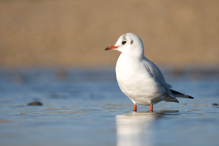 Black-headed Gull