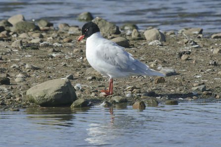 Mediterranean gull