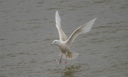 Iceland gull