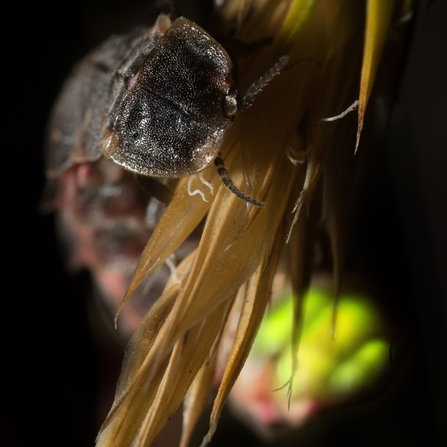 A female glow-worm clinging to a grass seed head. Her bum is glowing a bright greenish-yellow to attract males.