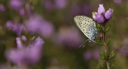 Butterfly in heathland