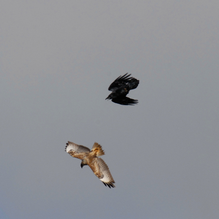 Buzzard in flight with raven