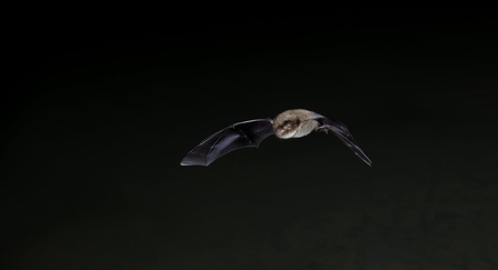 bat