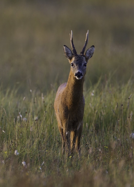 Roe Deer