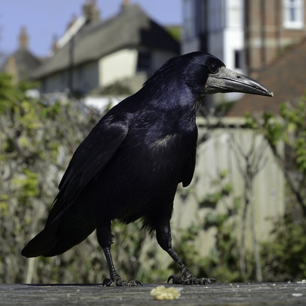 Rook  BTO - British Trust for Ornithology