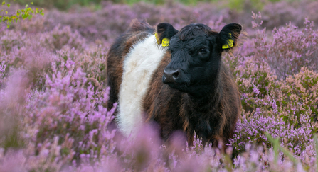 Cow in heathland