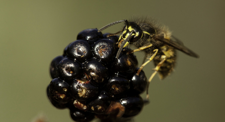 Wasp on blackberry