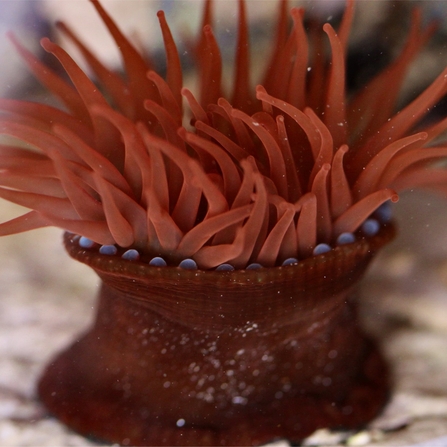 Beadlet anemone