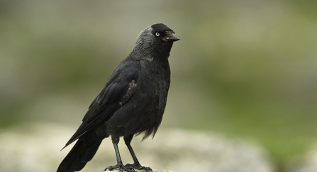 Jackdaw (Corvus monedula) on limestone rock, Malham Cove, Yorkshire Dales National Park, Yorkshire, UK. July 2010