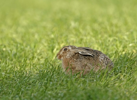 Brown hare sitting