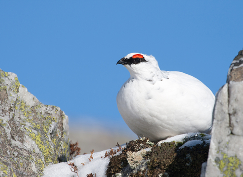 Ptarmigan