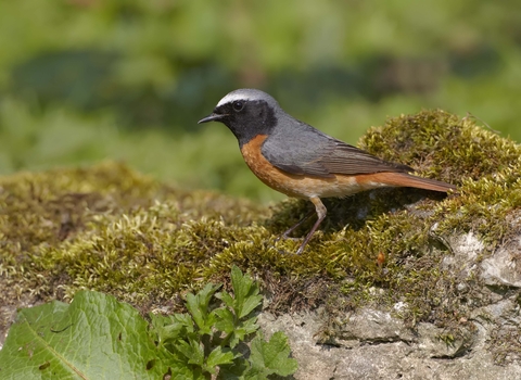 Redstart