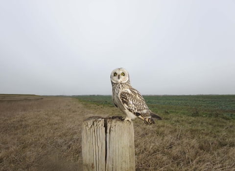 Short-eared owl perched