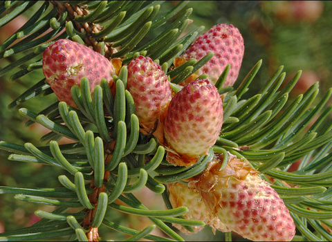 Norway Spruce