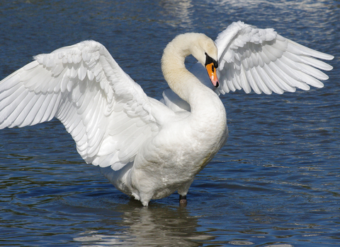 Mute Swan