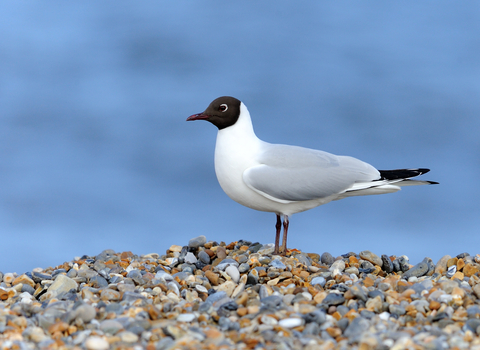 Black-headed Gull