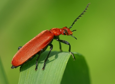 Red-headed Cardinal Beetle