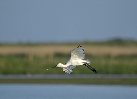 Spoonbill in flight