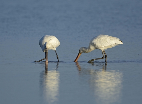 Spoonbills feeding