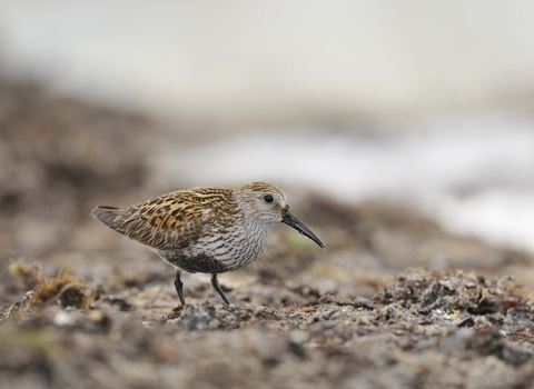 Dunlin