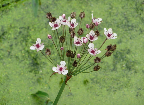 Flowering Rush