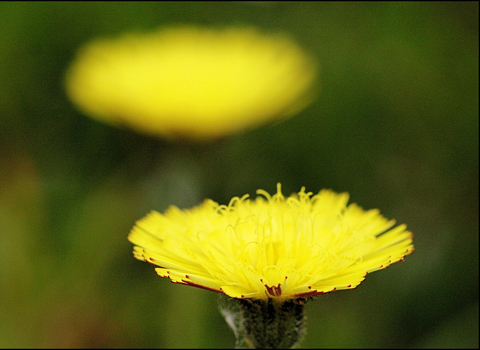 Mouse-ear Hawkweed