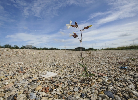 White Campion