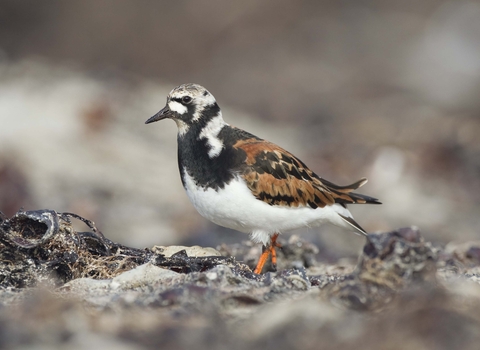 Turnstone