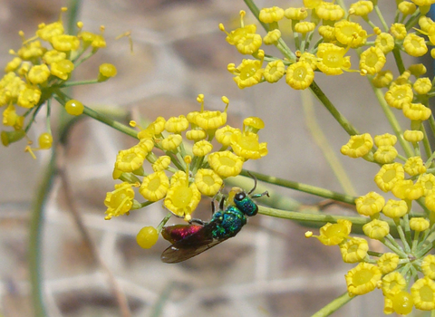 Ruby-tailed Wasp