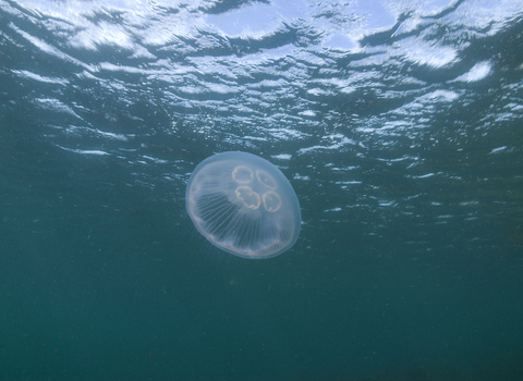 Moon Jellyfish