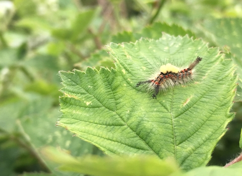 Vapourer moth caterpillar