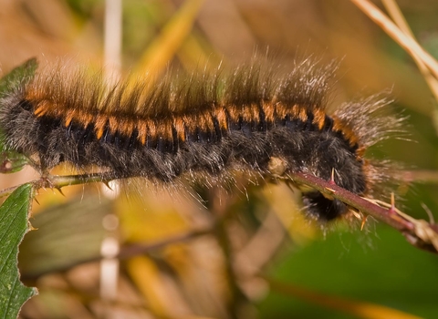 Fox moth caterpillar