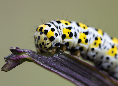 Mullein moth caterpillar