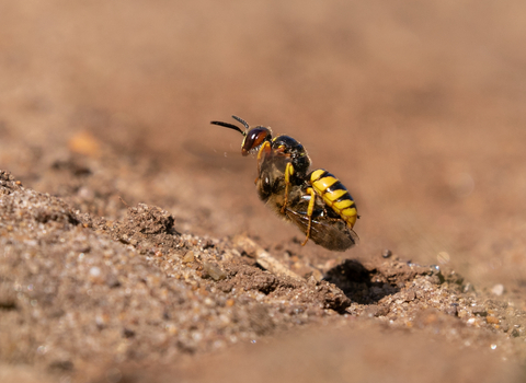 Bee wolf carrying honeybee