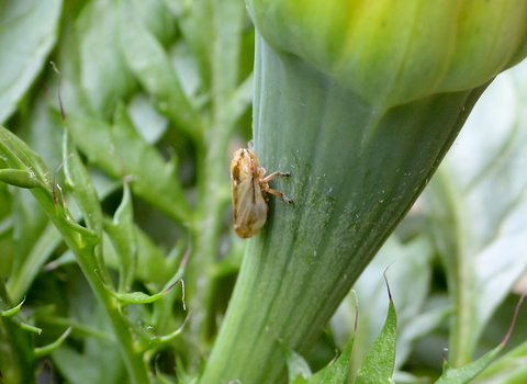 Common froghopper