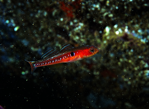 Two spot goby