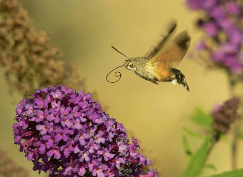 Humming-bird Hawk-moth