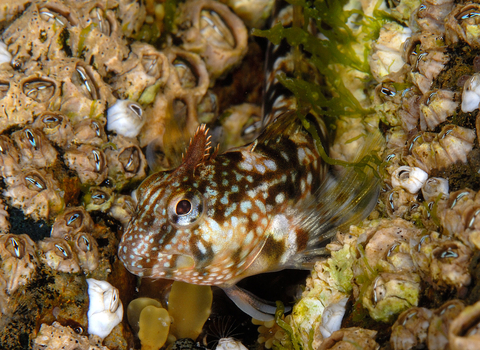 A Montagu's blenny lurking by an underwater patch of barnacles