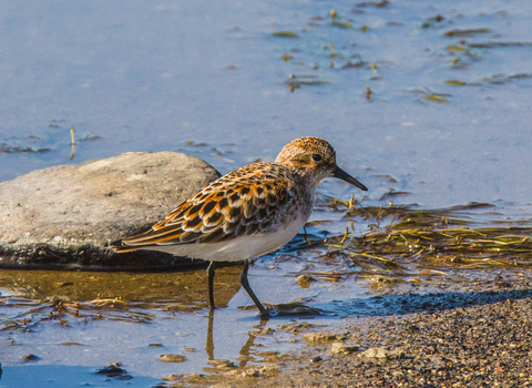 A little sting wading along the edge of a muddy shore