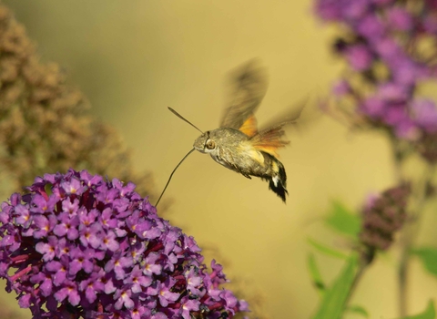 A hummingbird hawk-moth hovering over purple flowers, extending its long proboscis to feed