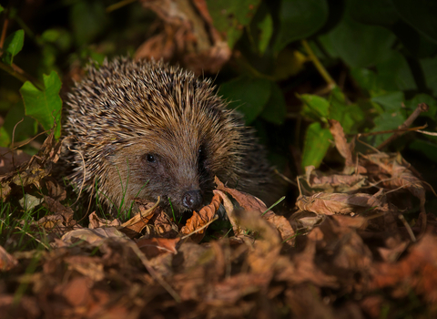A hedgehog walking through fallen leaves at night