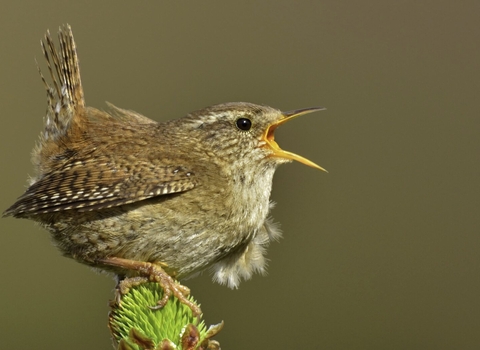 Identify Bird Song | Wildlife Watch