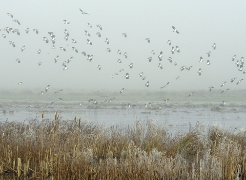 Wetlands